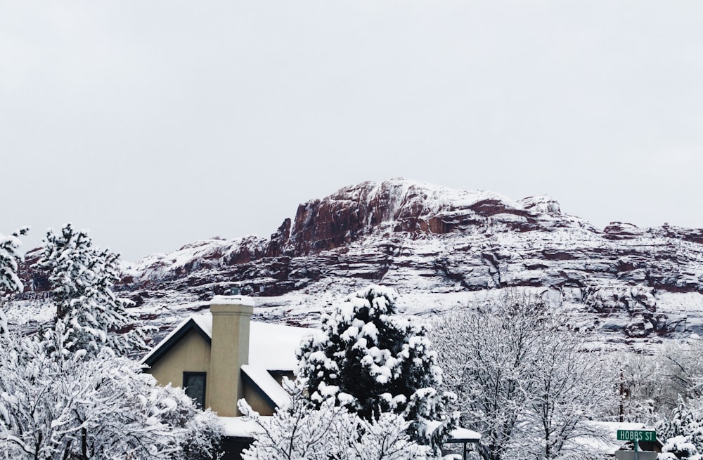 snow covered trees and mountain during daytime