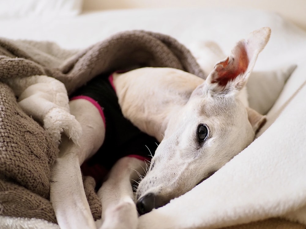 white short coated dog lying on white textile