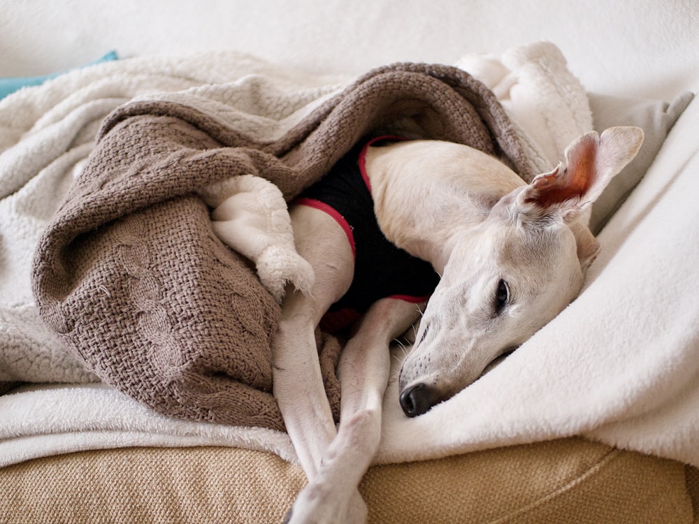 white short coated dog lying on brown textile