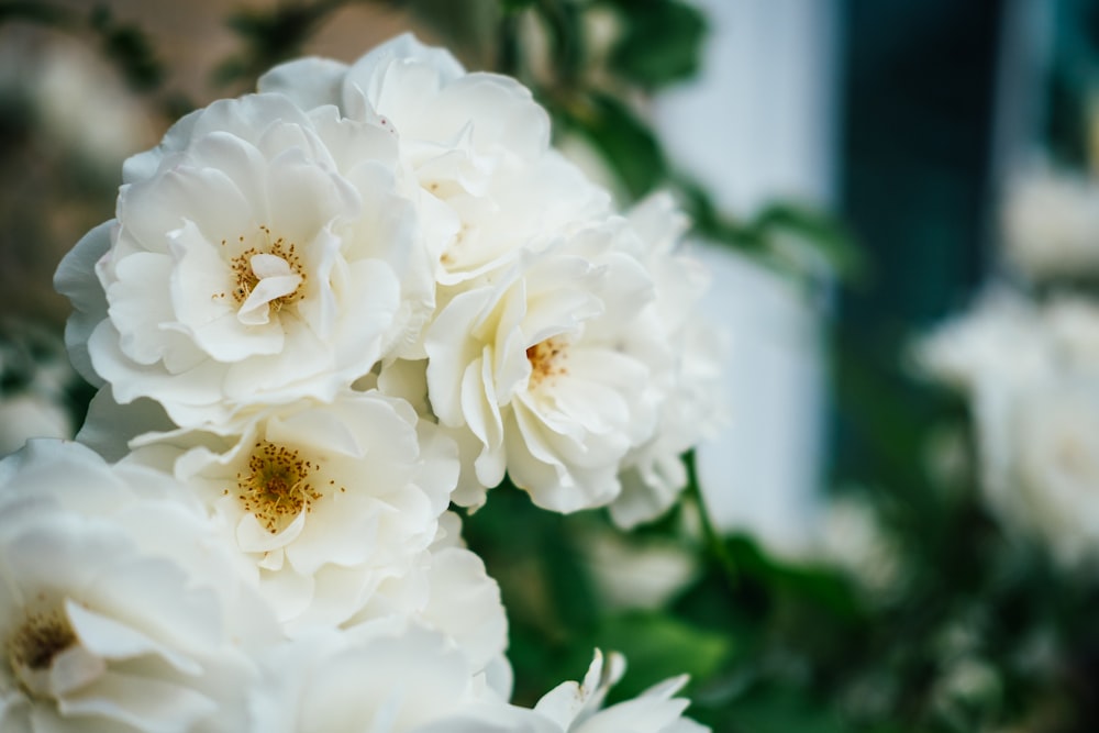 white flower in tilt shift lens