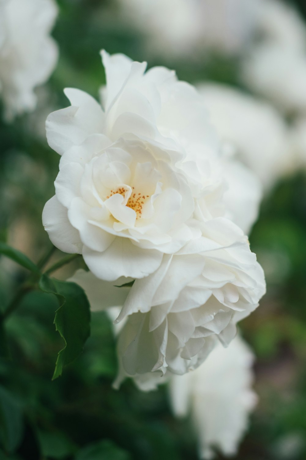 white flower with green leaves