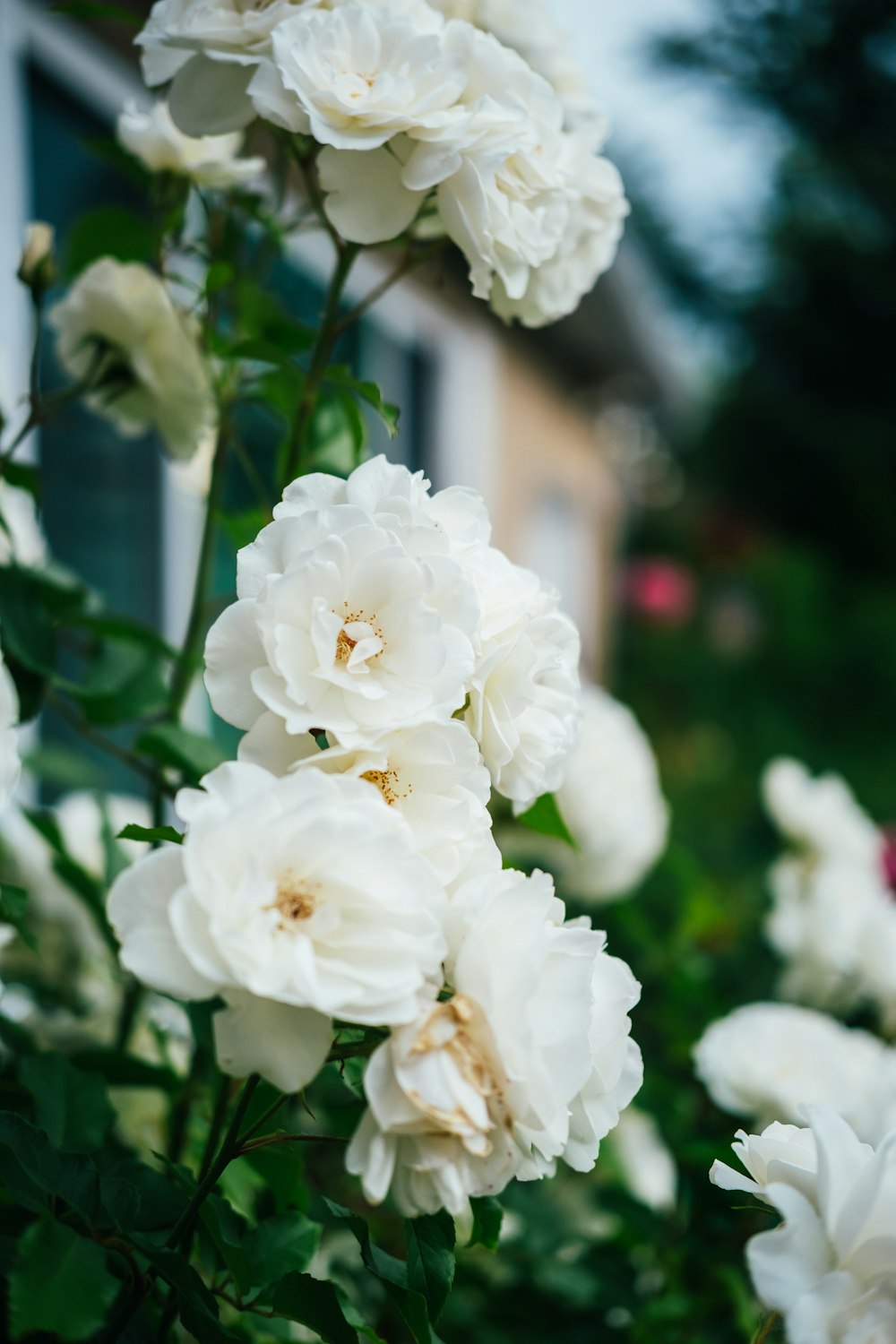 white flowers in tilt shift lens