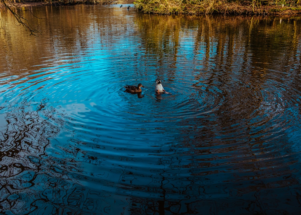 2 ducks swimming on water during daytime