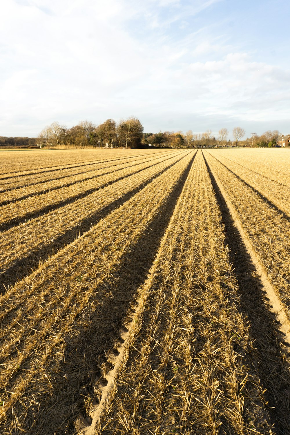 brown grass field during daytime