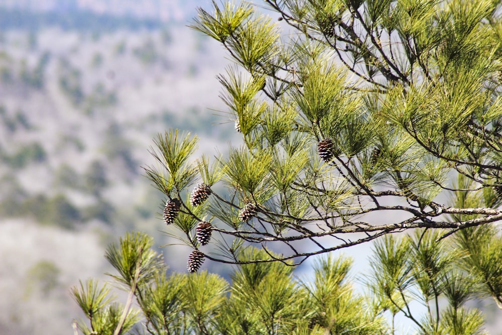 green and brown plant on brown tree branch during daytime