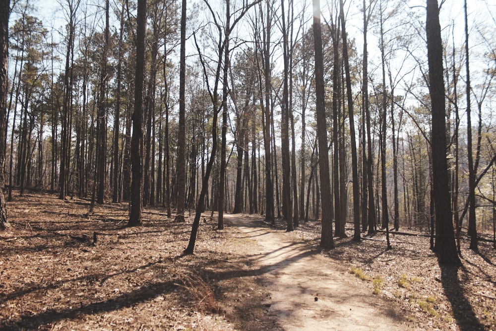 brown trees on brown soil during daytime