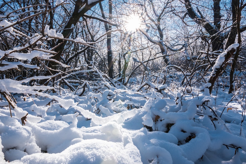 snow covered ground and bare trees during daytime