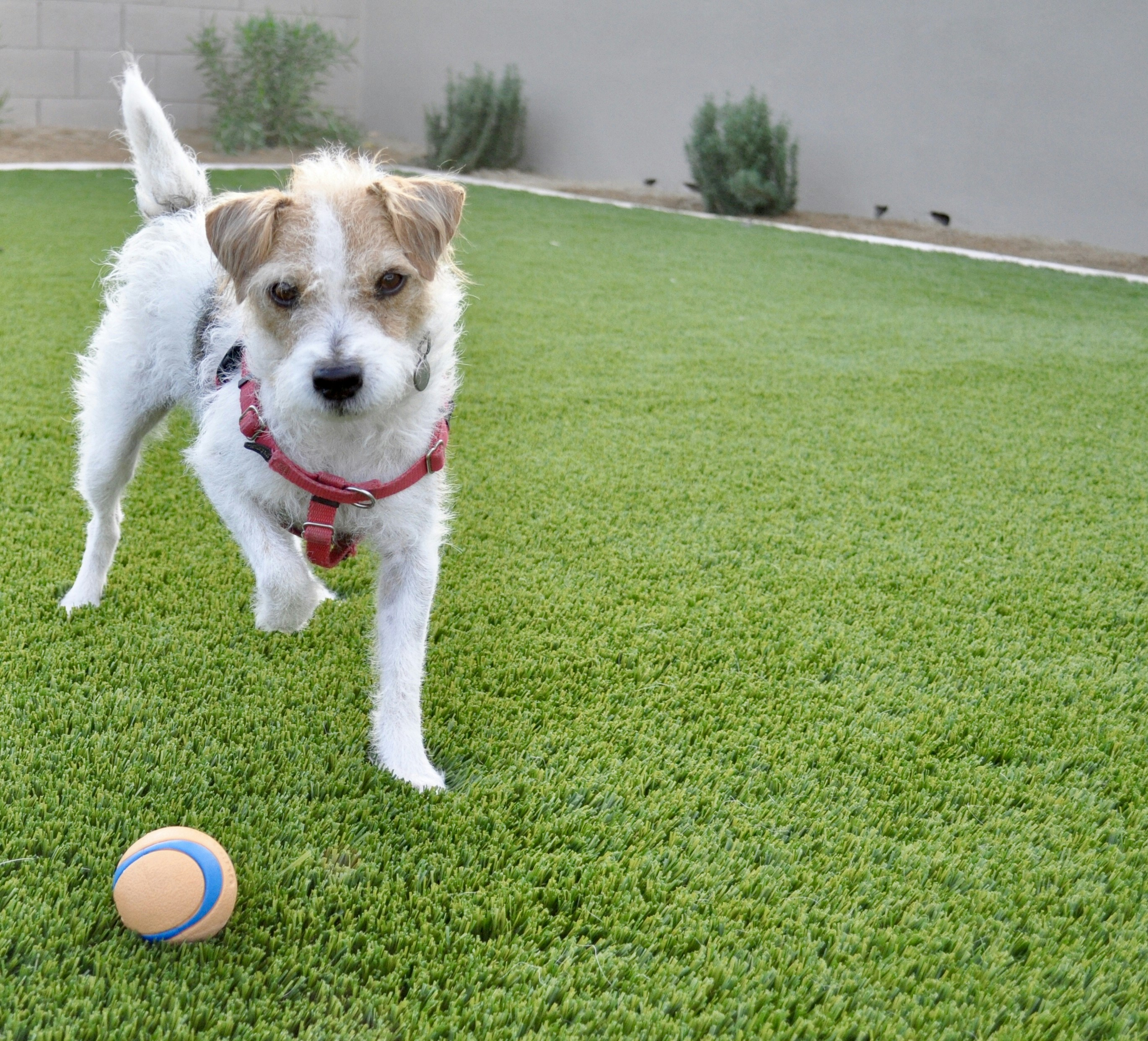 White and brown short coated dog with red and white ball on green grass