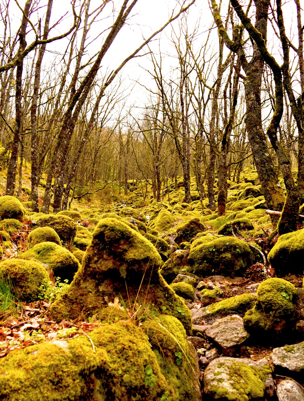 mousse verte sur tronc d’arbre brun