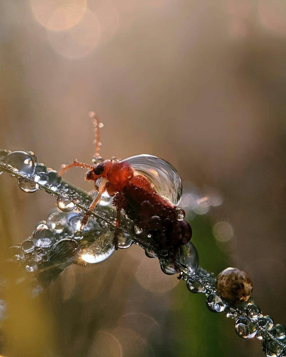 water dew on brown plant stem in tilt shift lens