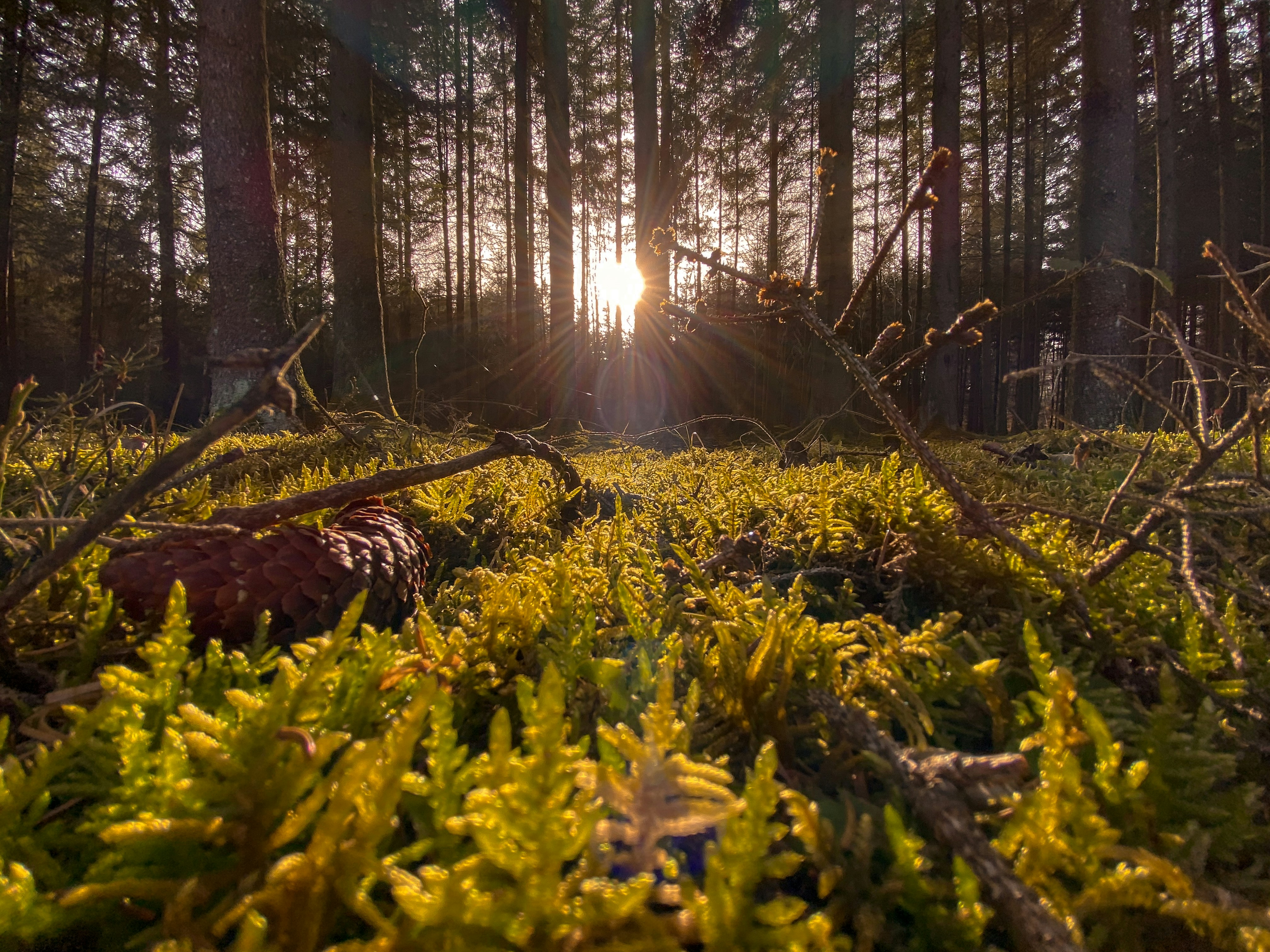 green grass and trees during daytime