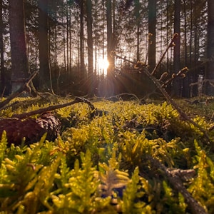 green grass and trees during daytime