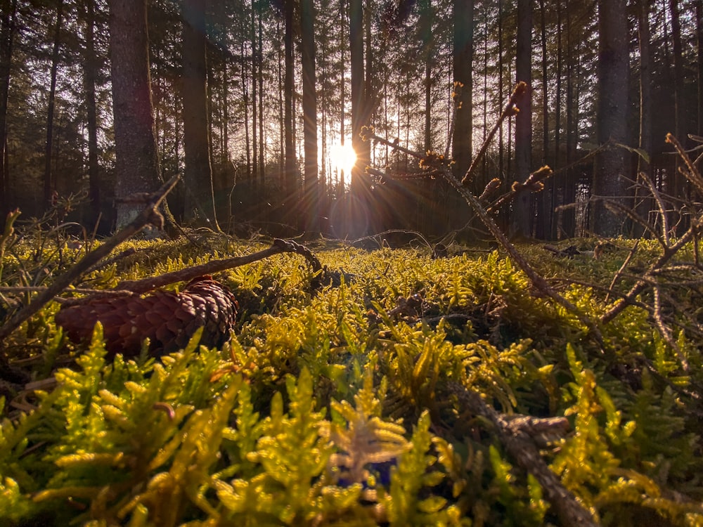 green grass and trees during daytime