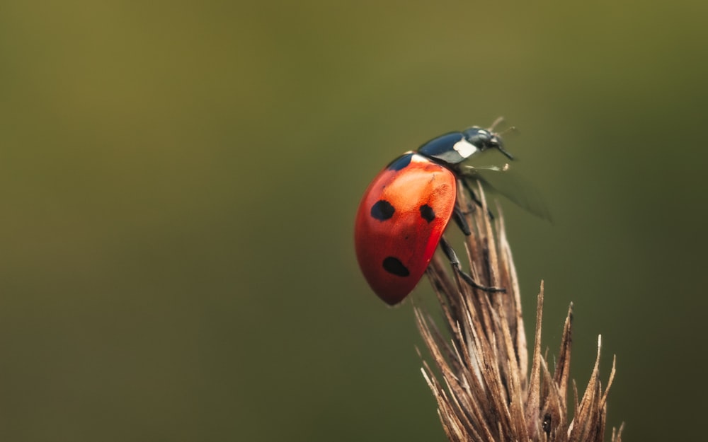 red ladybug perched on brown plant