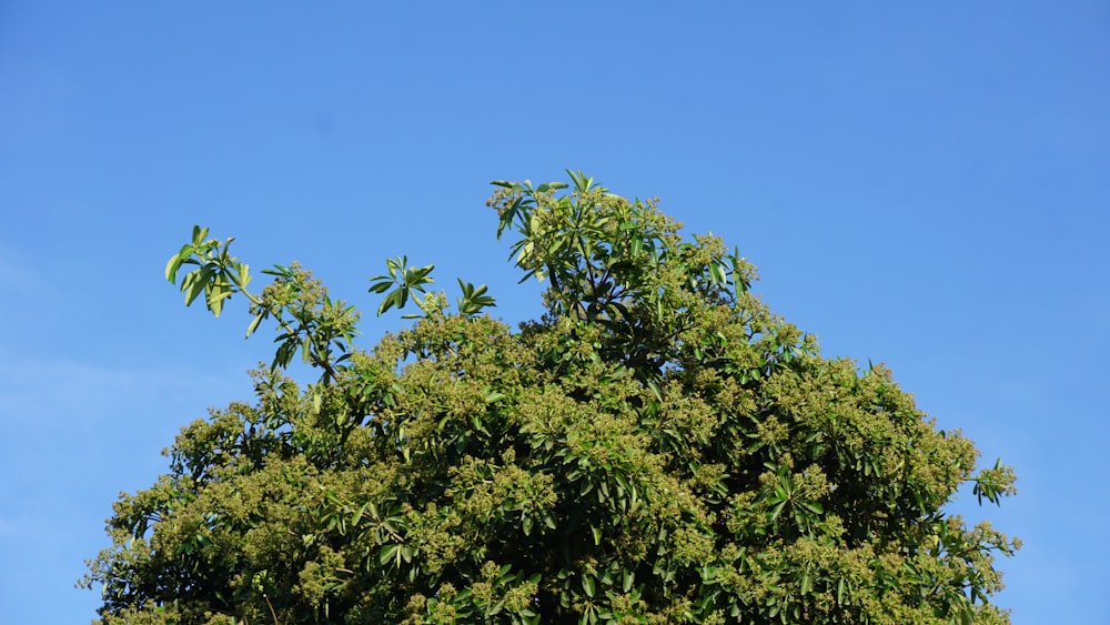 낮에는 푸른 하늘 아래 푸른 나무