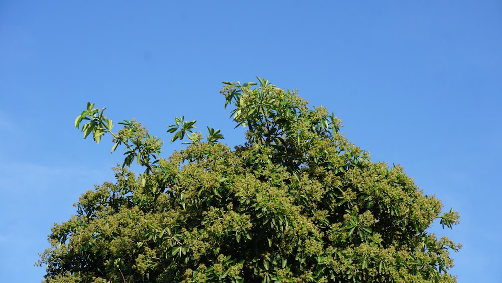 albero verde sotto il cielo blu durante il giorno