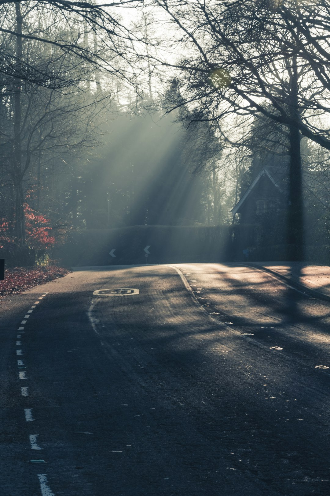 black asphalt road between bare trees during daytime