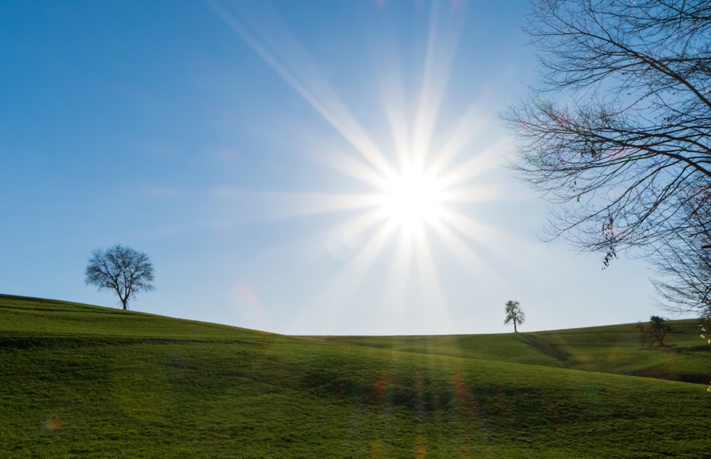 green grass field with trees under blue sky during daytime