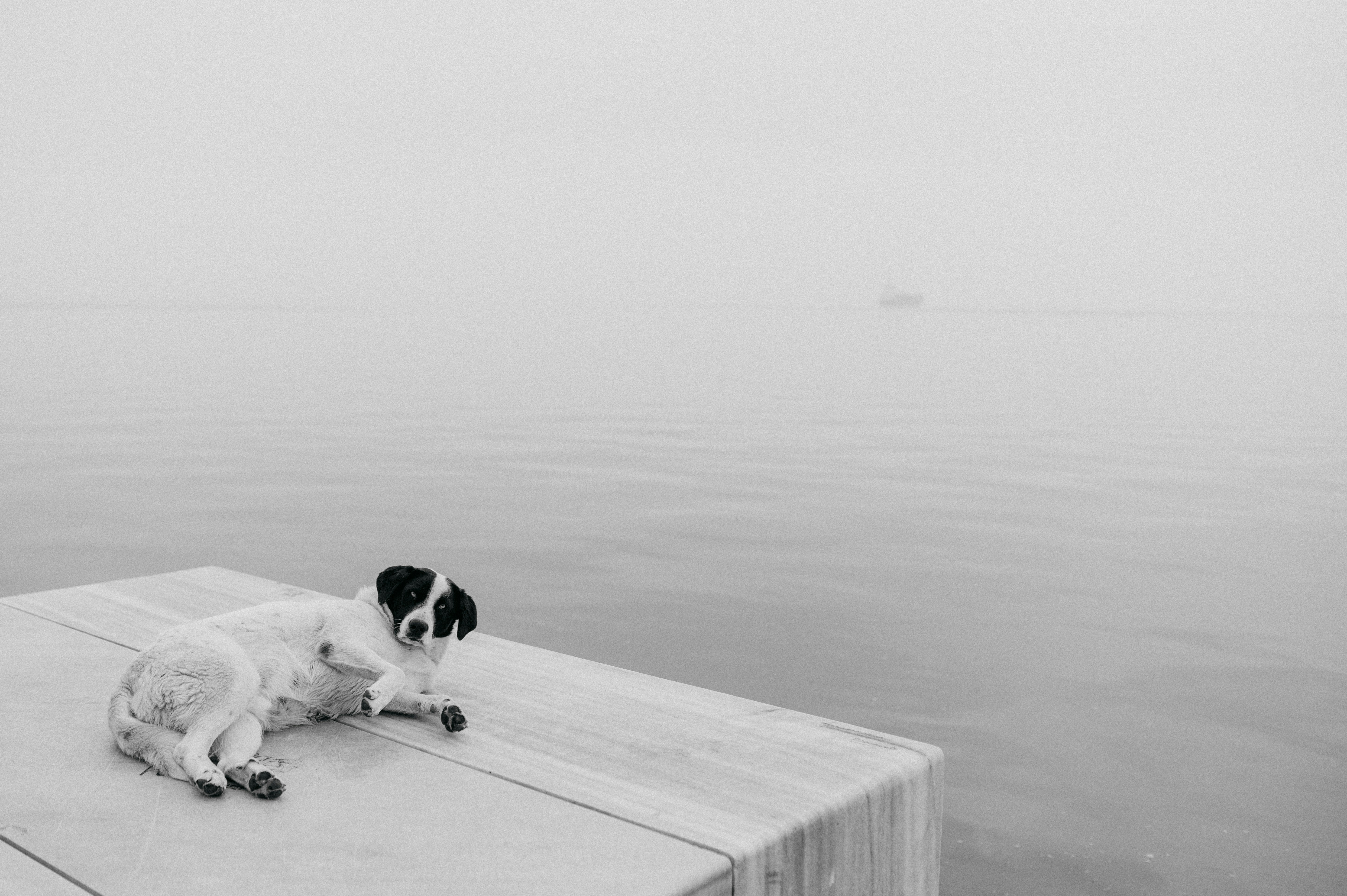 weiß-schwarzer kurzbeschichteter Hund tagsüber auf Holzsteg