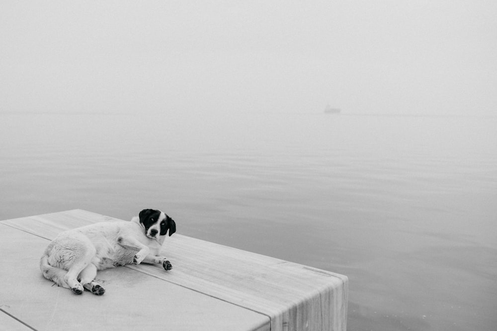 white and black short coated dog on wooden dock during daytime