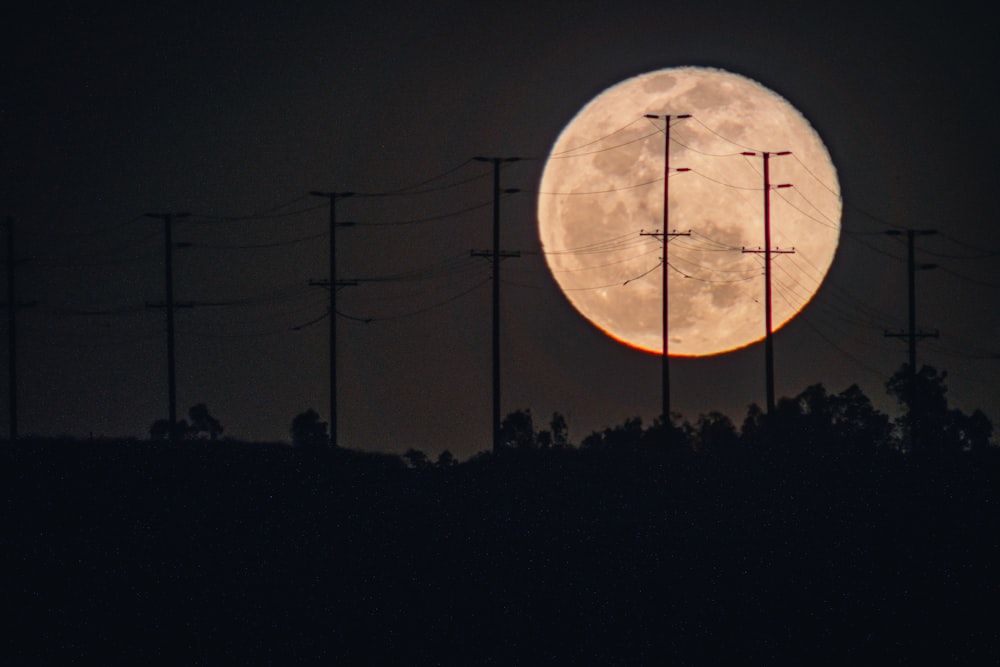 silhouette of trees under full moon