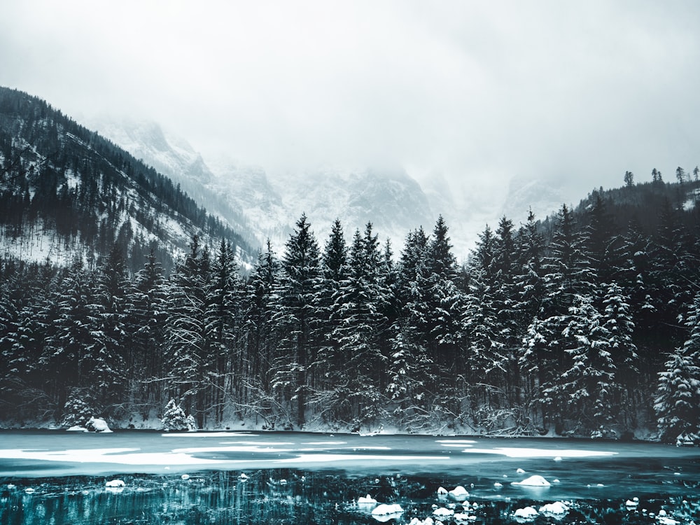 snow covered pine trees and mountains during daytime