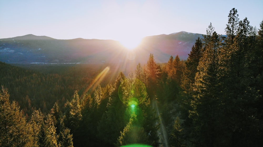 green pine trees on mountain during daytime