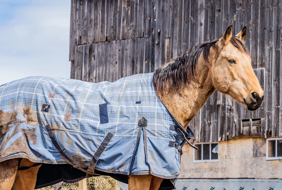 Horse wearing a turnout blanket in a field