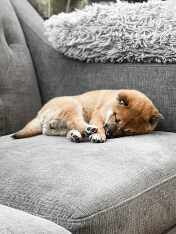 brown short coated dog lying on gray couch