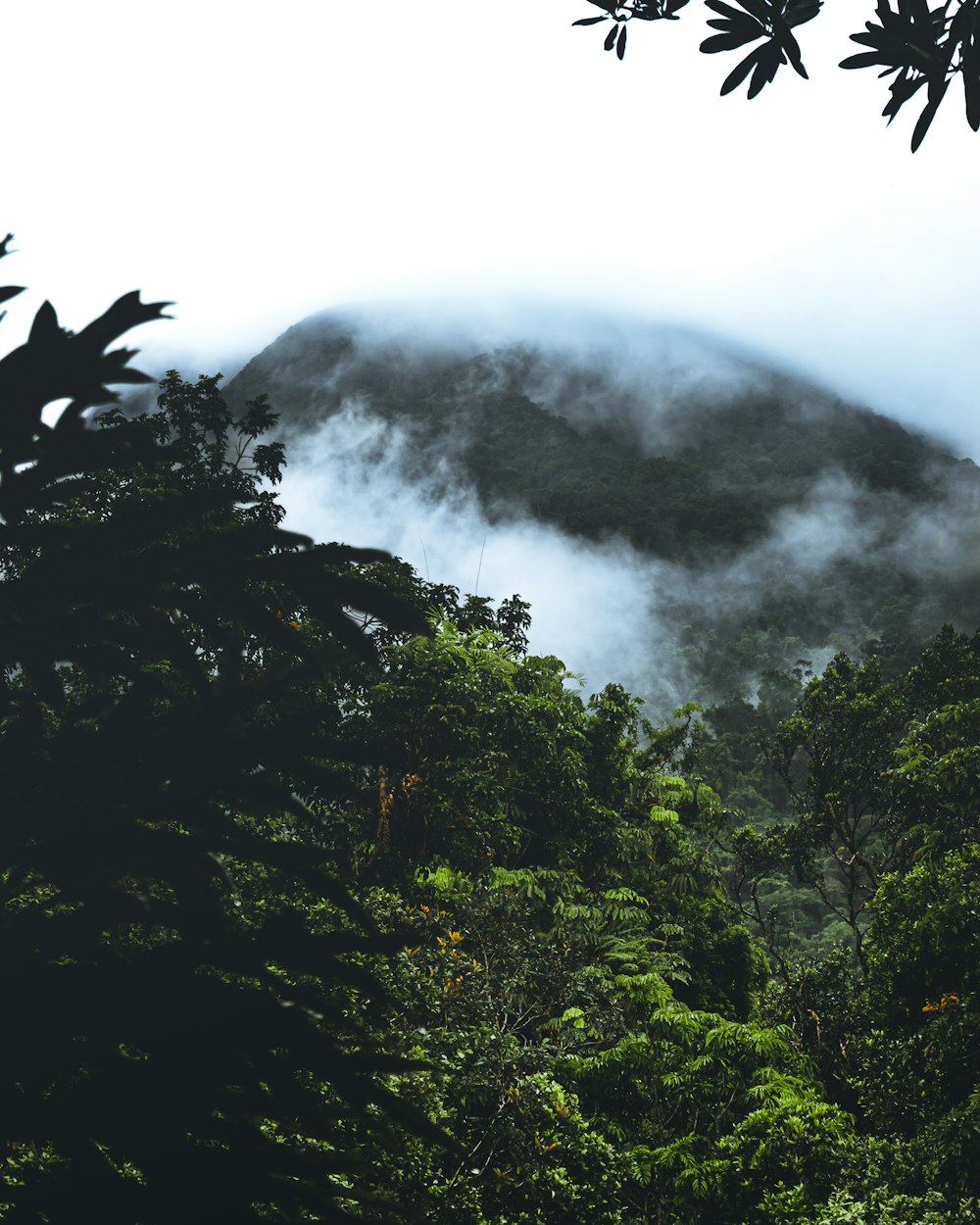 green trees on mountain during daytime