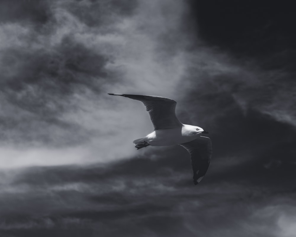 white and black bird flying under cloudy sky during daytime