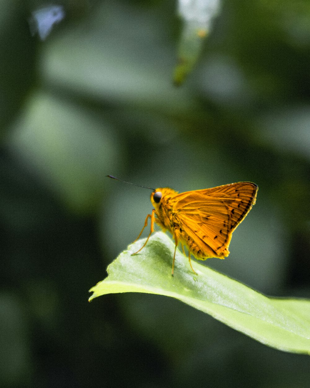 brown butterfly perched on green leaf in close up photography during daytime