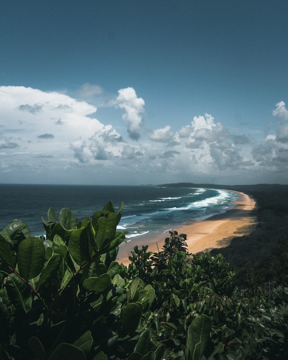 green trees near sea under blue sky during daytime