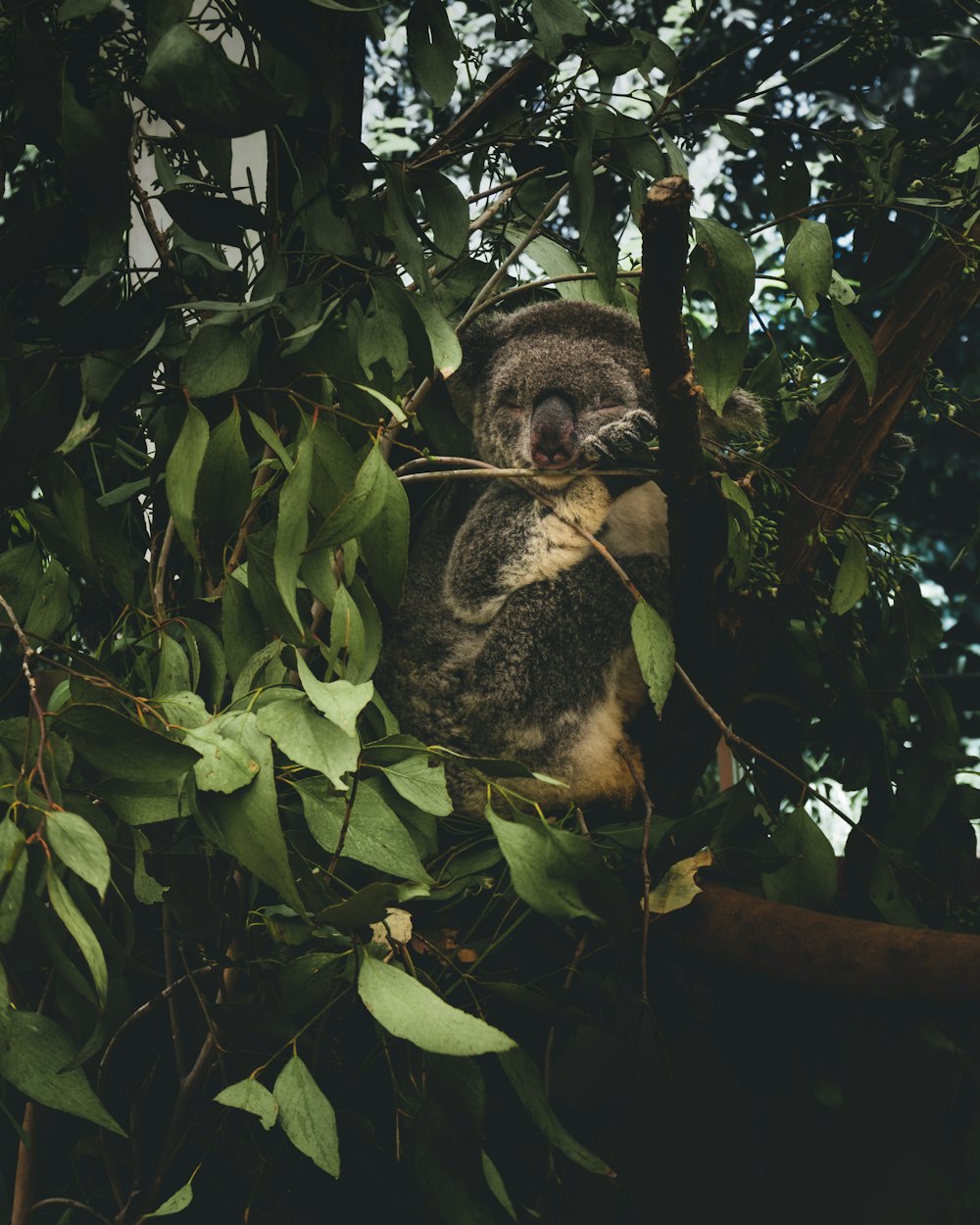 black and white koala on tree branch during daytime