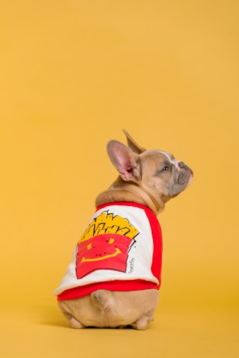 brown french bulldog wearing red and white shirt