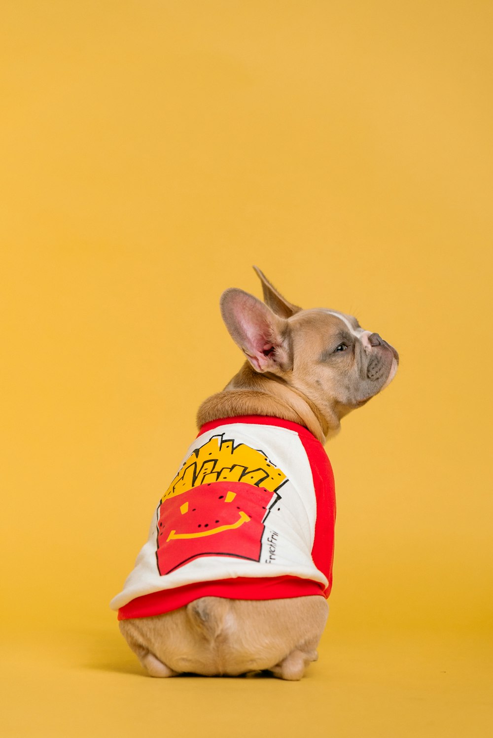 brown french bulldog wearing red and white shirt