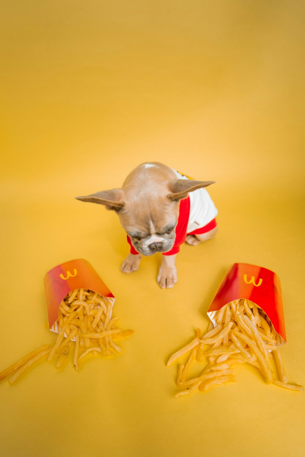 赤いプラスチックの椅子に茶色の短いコートの犬