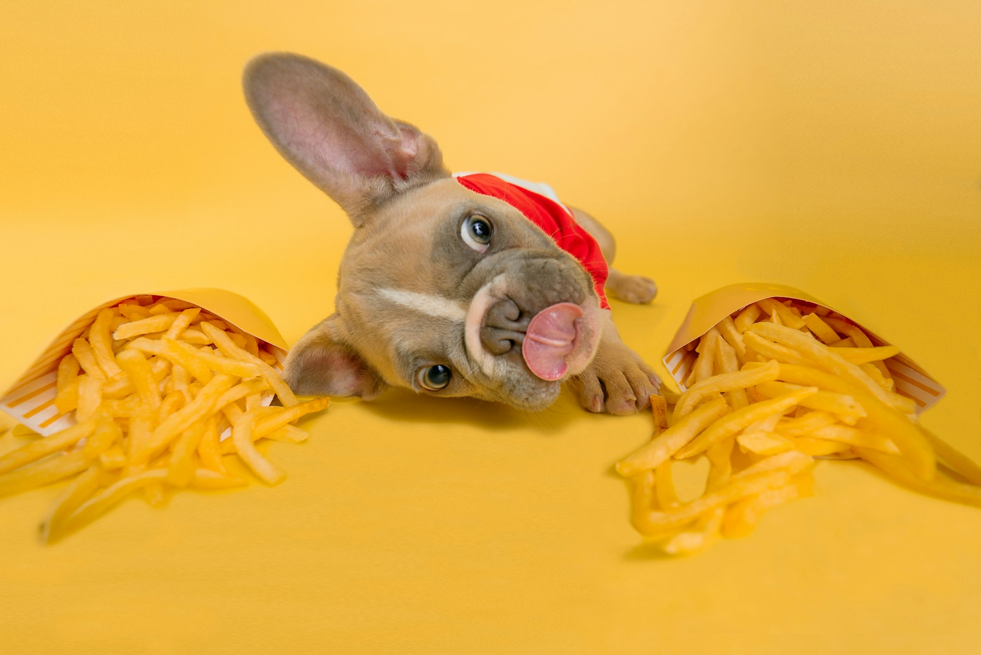can dogs eat french fries