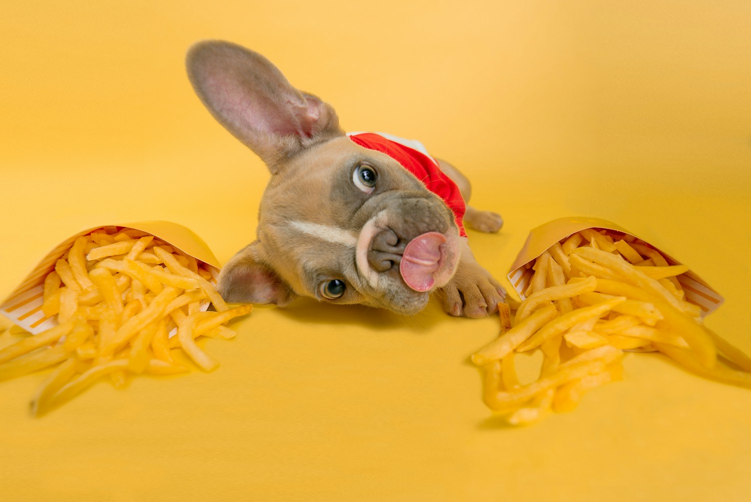 Dog Food Product