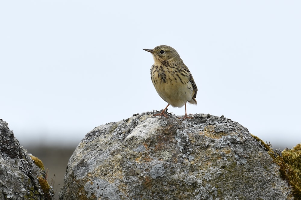 brown bird on gray rock