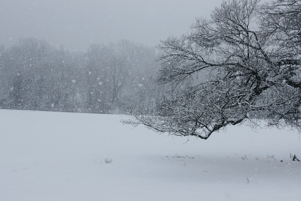 bare trees on snow covered ground during daytime