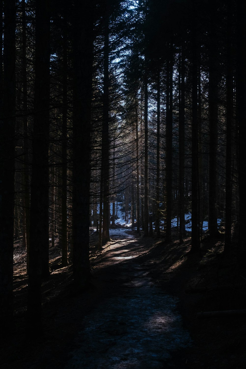 pathway in the middle of trees