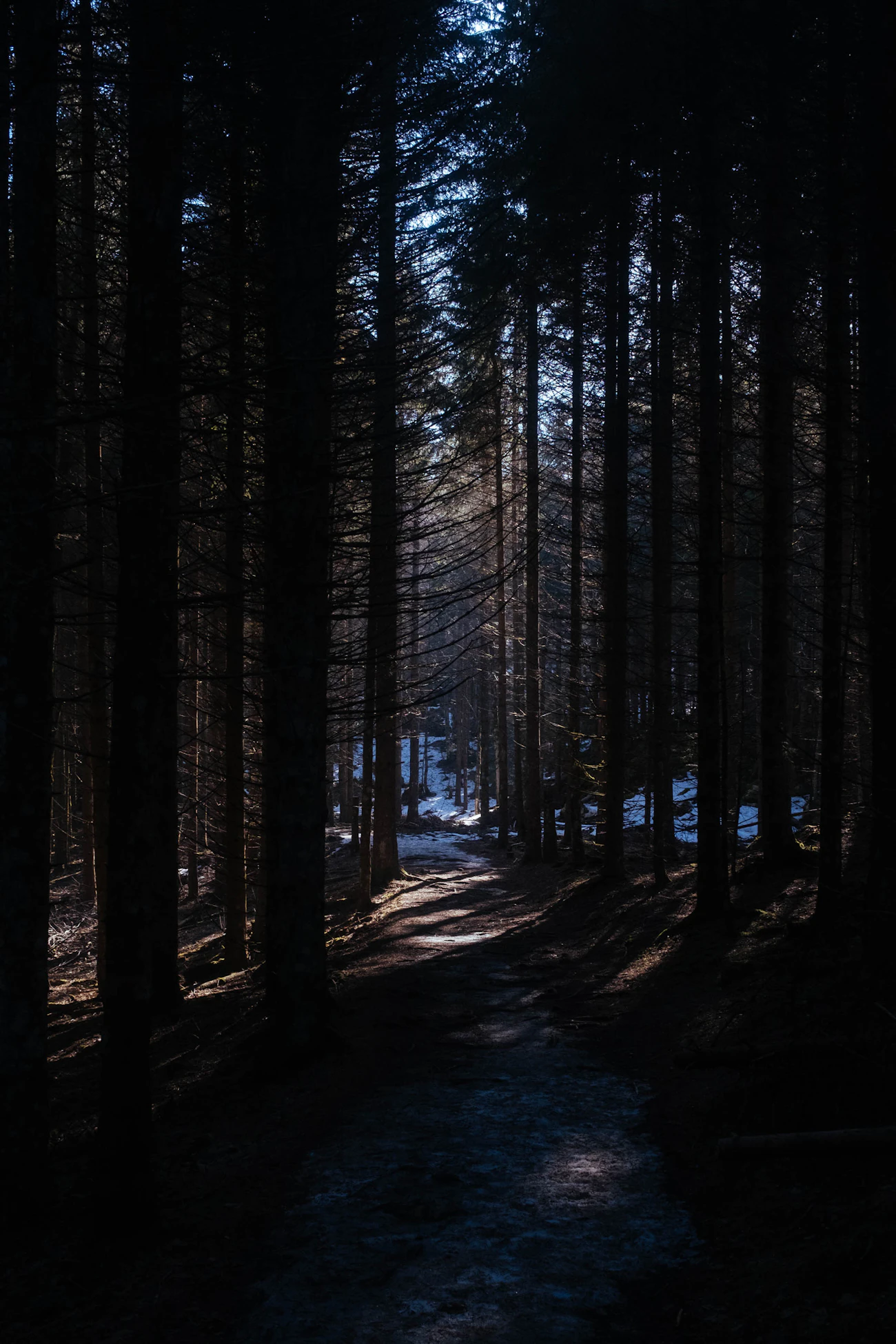 A path running between tall trees