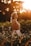 woman in brown tank top standing on green grass field during sunset