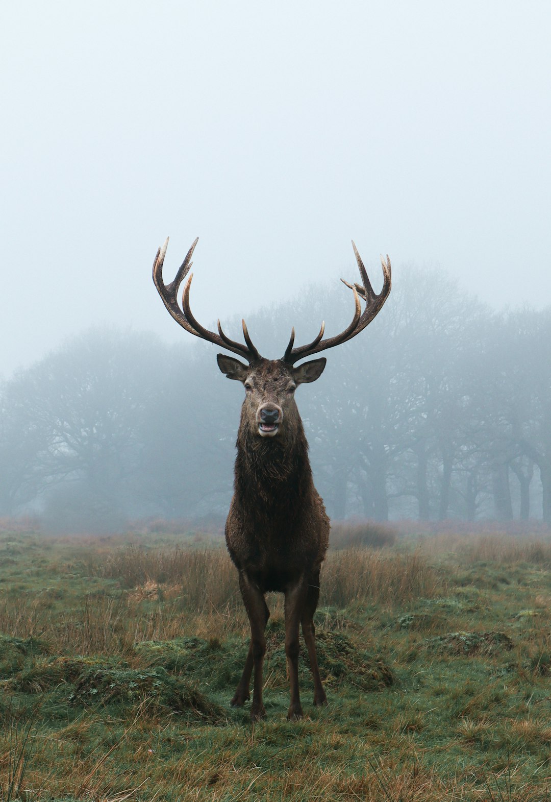 elk