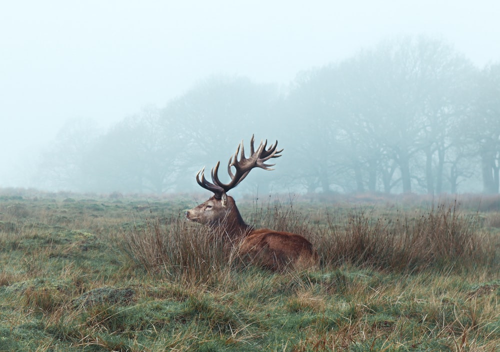 brown deer on green grass field during daytime