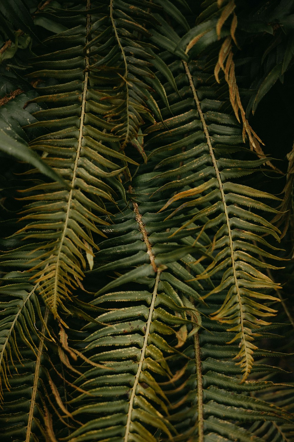 plante à feuilles vertes et brunes