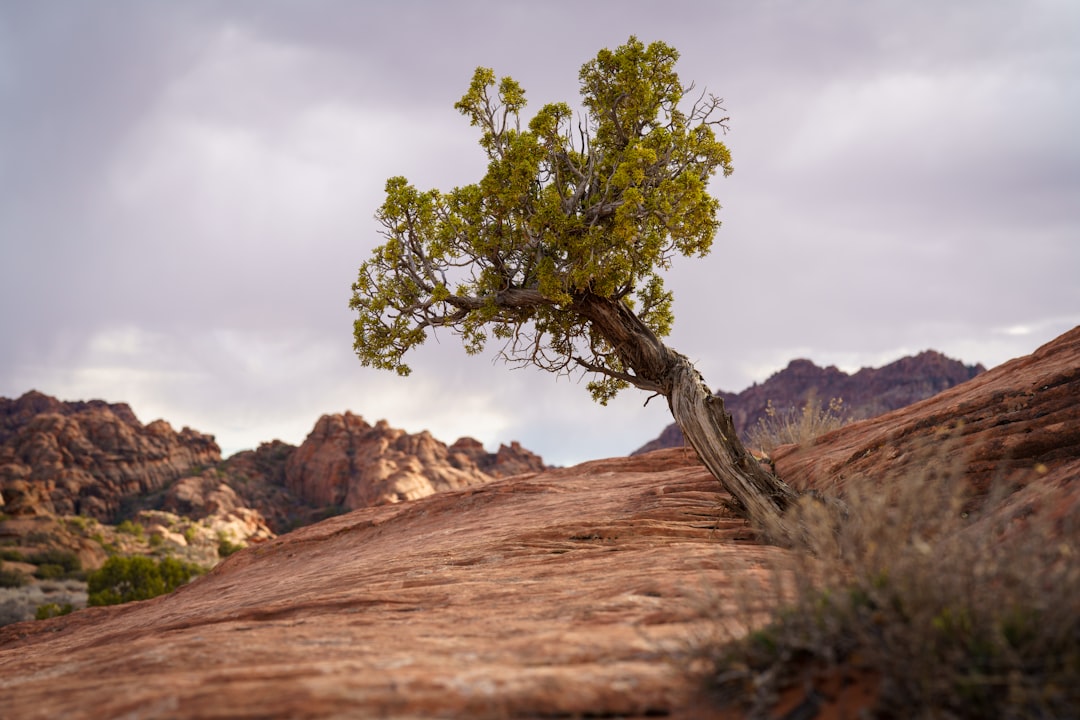 green tree on brown rock mountain during daytime