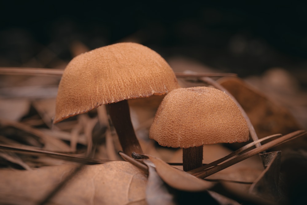 brown mushroom on brown dried leaves