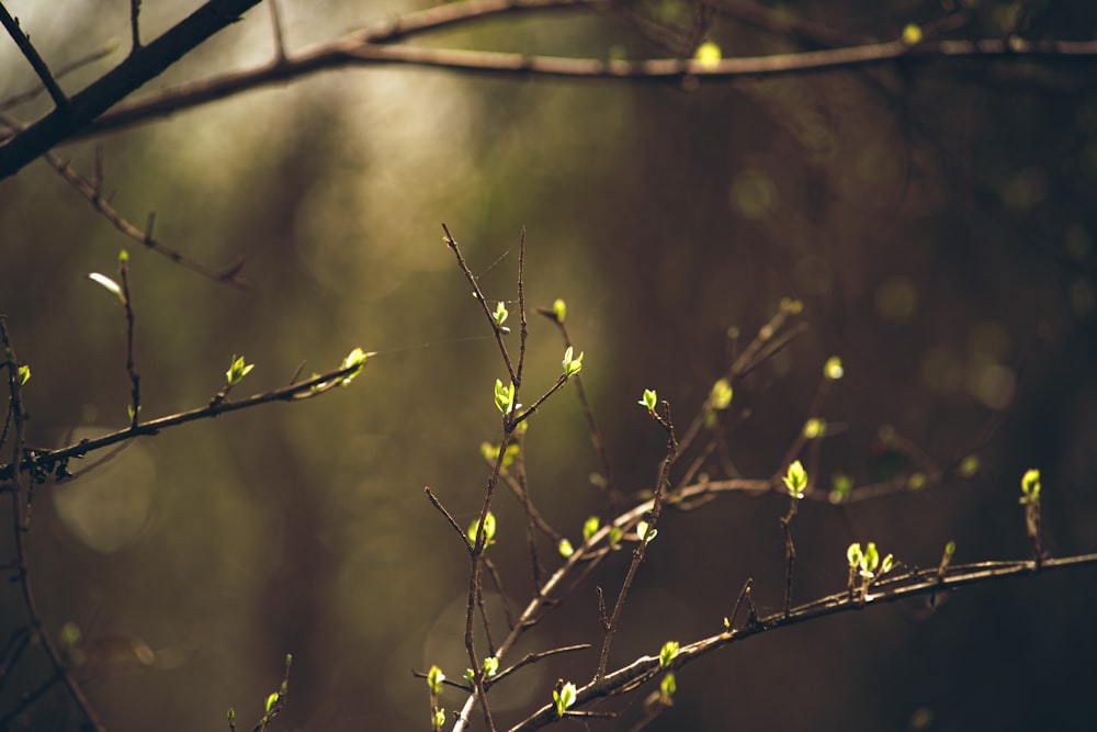 green plant in tilt shift lens